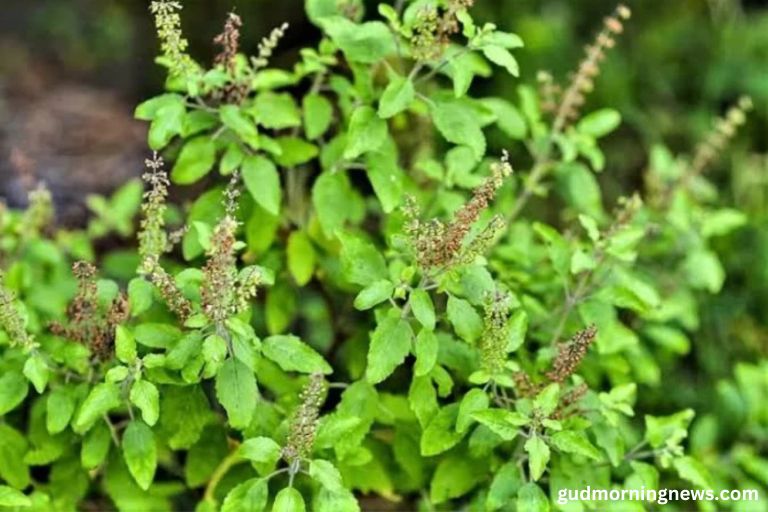 what are the benefits of a tulsi plant