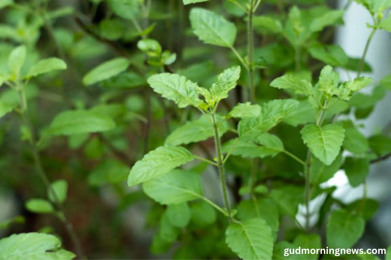 what are the benefits of a tulsi plant