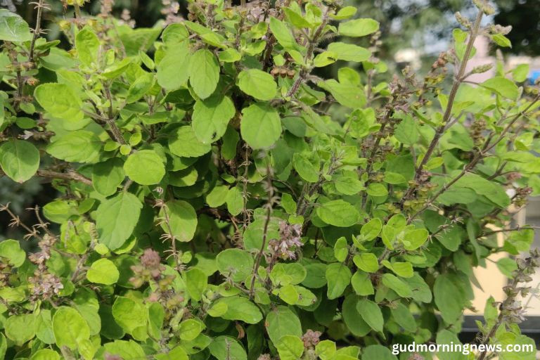 what are the benefits of a tulsi plant